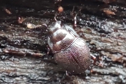 Plegaderus caesus