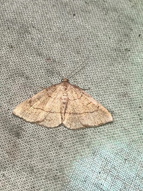 Paracolax tristalis - sárgás karcsúbagoly