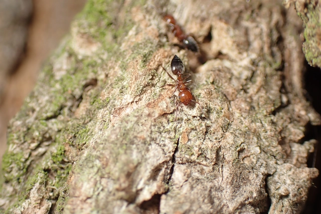 Crematogaster schmidti - vörös szívhangya