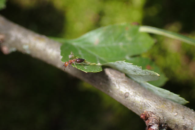 Crematogaster schmidti - vörös szívhangya