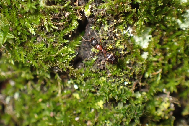 Dolichoderus quadripunctatus - négypettyes erdeihangya
