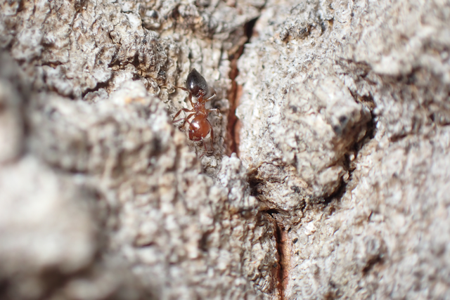Crematogaster schmidti - vörös szívhangya