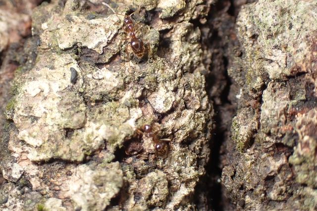 Prenolepis nitens - ragyogóhangya