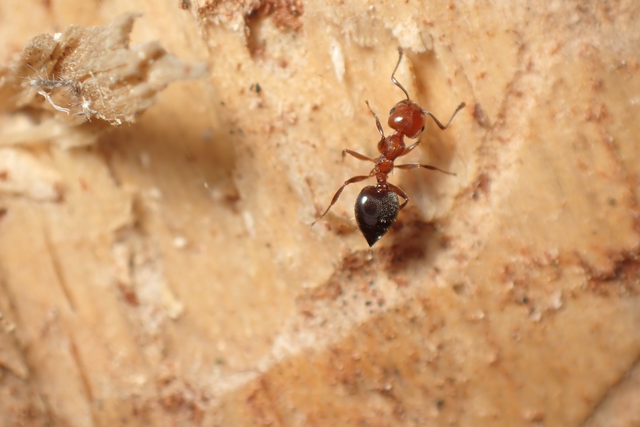 Crematogaster schmidti - vörös szívhangya