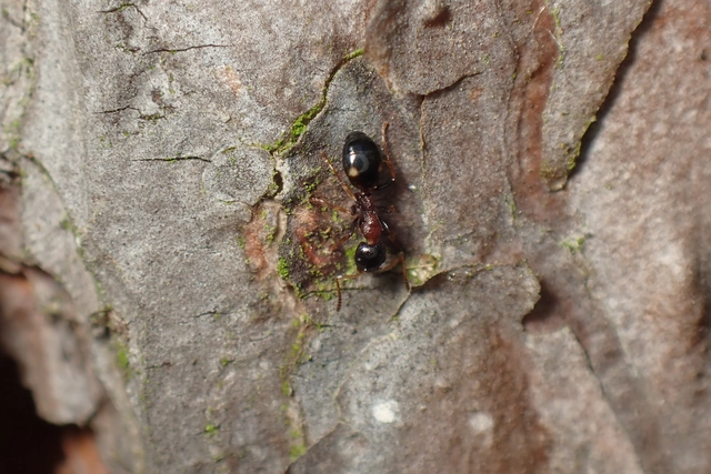 Dolichoderus quadripunctatus - négypettyes erdeihangya