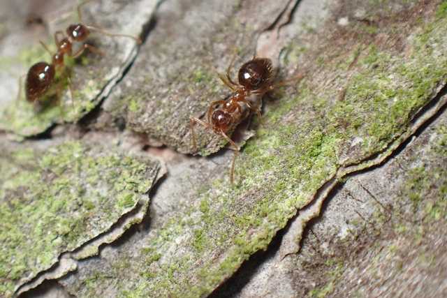 Prenolepis nitens - ragyogóhangya