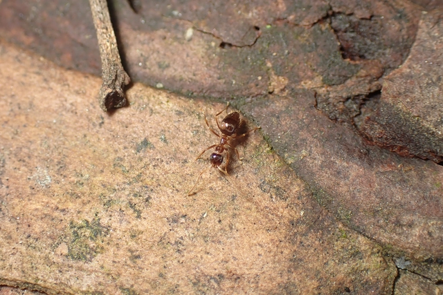 Prenolepis nitens - ragyogóhangya