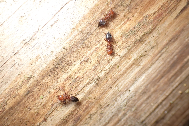 Crematogaster schmidti - vörös szívhangya
