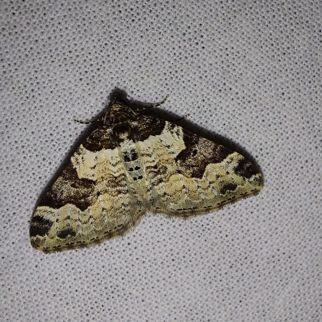 Xanthorhoe fluctuata - közönséges tarkaaraszoló