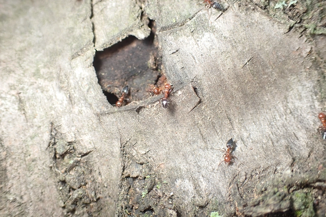 Crematogaster schmidti - vörös szívhangya