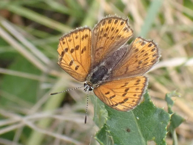 Lycaena thersamon - kis tűzlepke