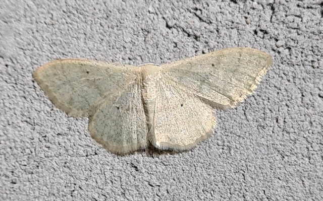 Idaea straminata - szalmasárga sávosaraszoló