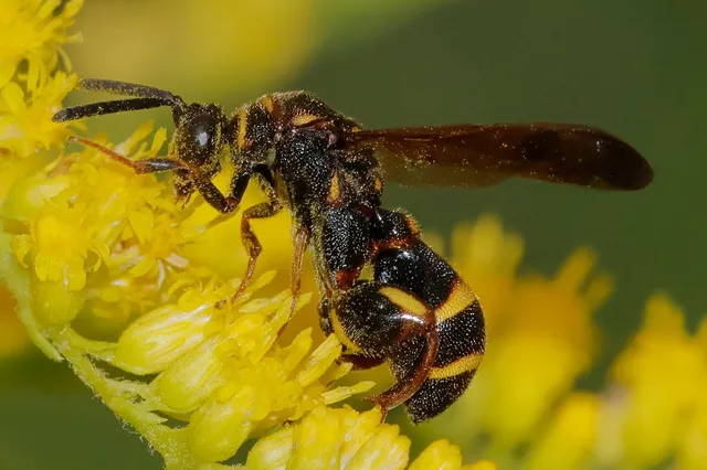 Leucospis sinensis