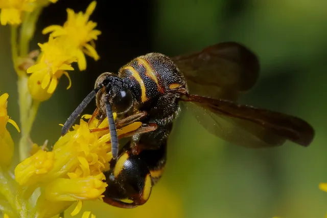 Leucospis sinensis