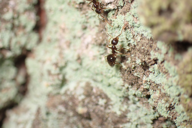 Prenolepis nitens - ragyogóhangya