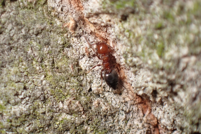 Crematogaster schmidti - vörös szívhangya
