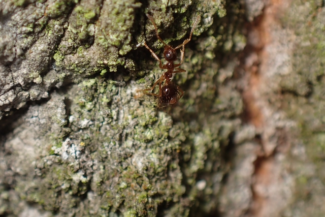 Prenolepis nitens - ragyogóhangya