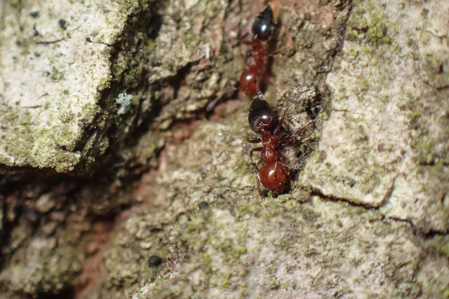 Crematogaster schmidti - vörös szívhangya