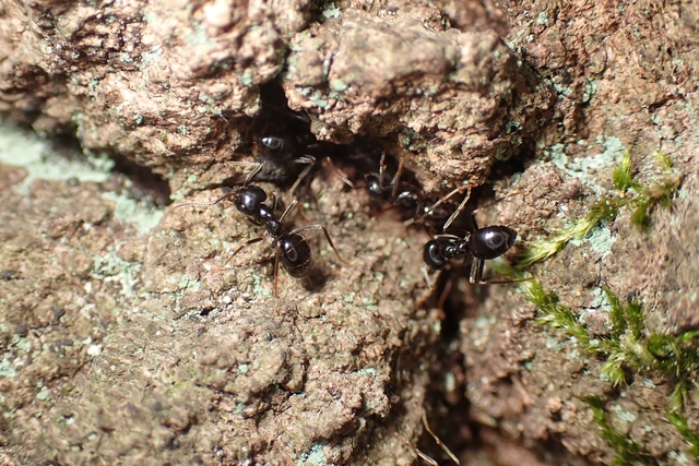 Lasius fuliginosus - kartonépítő fahangya