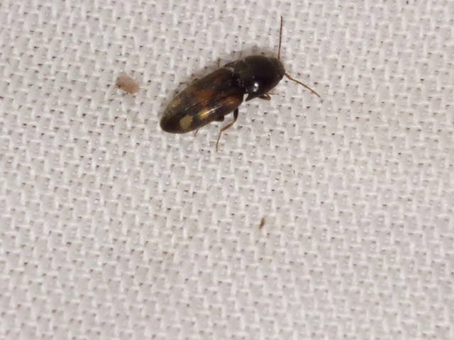 Drasterius bimaculatus - változékony pattanó
