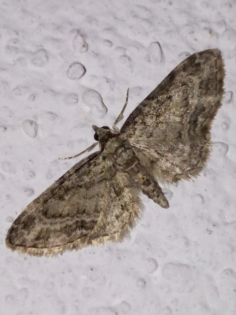 Eupithecia inturbata - juhar-törpearaszoló