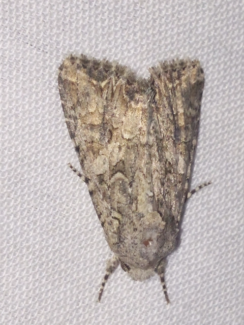 Hadula trifolii - lóherebagoly