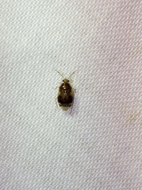 Deraeocoris