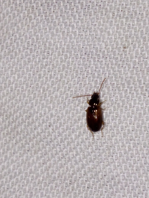 Trechus quadristriatus - közönséges fürgefutonc