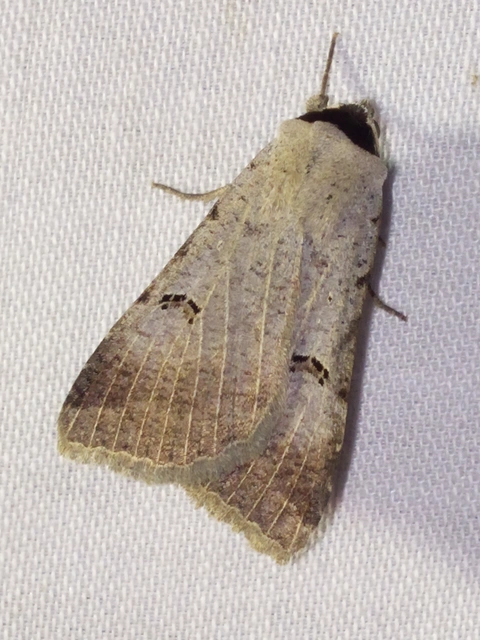 Lygephila craccae - gyakori csüdfűbagoly