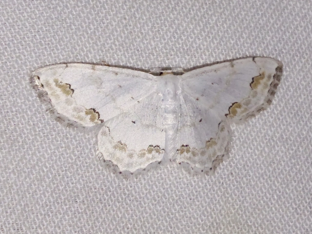 Scopula ornata - díszes fehéraraszoló