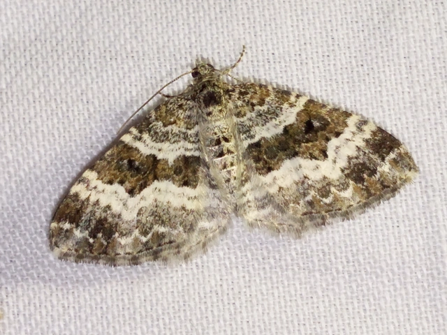 Epirrhoe alternata - galaj-tarkaaraszoló