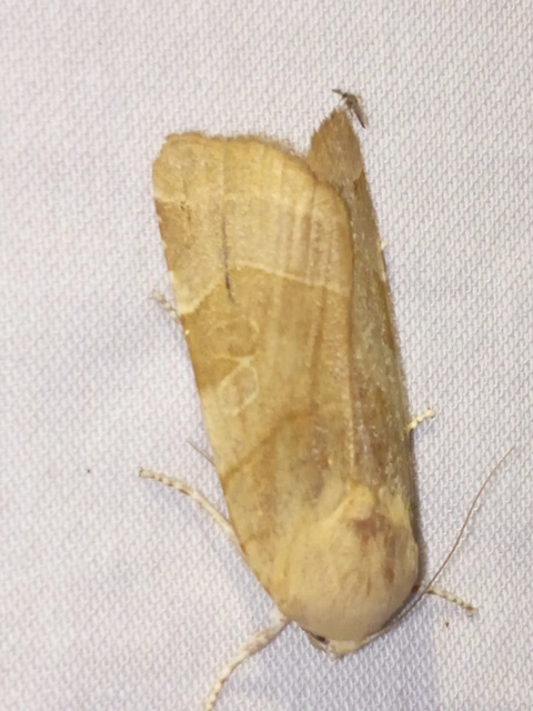 Noctua fimbriata - szélessávú sárgafűbagoly