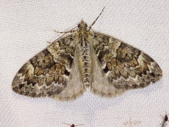 Thera variata/britannica