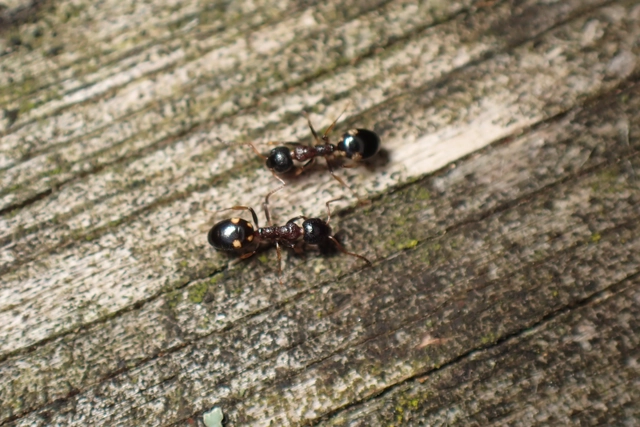 Dolichoderus quadripunctatus - négypettyes erdeihangya