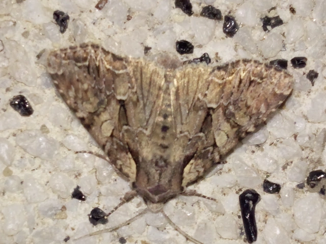 Lacanobia thalassina - borbolya-kertibagoly