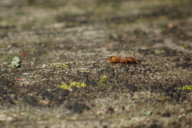 Temnothorax unifasciatus - gyűrűs kéreghangya