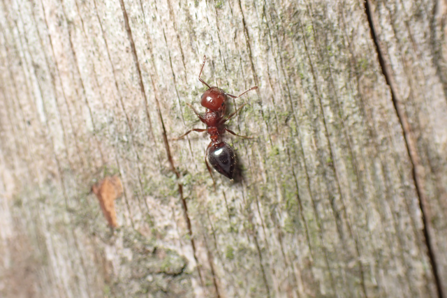 Crematogaster schmidti - vörös szívhangya