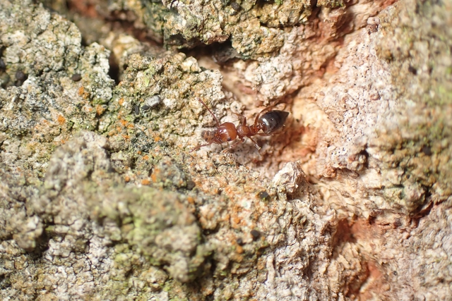 Crematogaster schmidti - vörös szívhangya