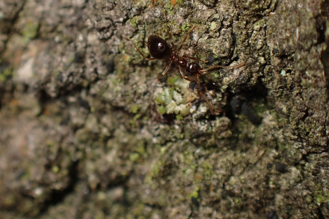 Prenolepis nitens - ragyogóhangya