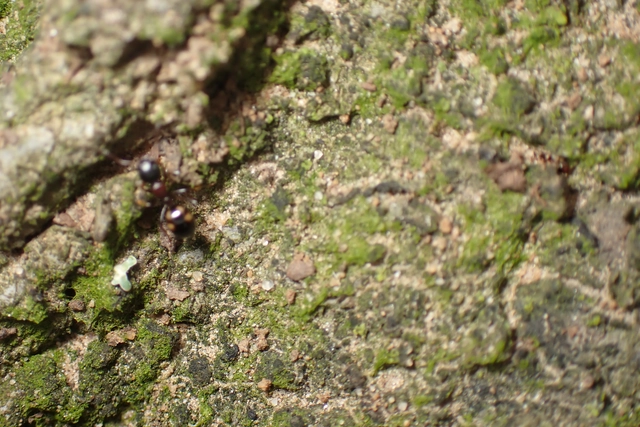 Dolichoderus quadripunctatus - négypettyes erdeihangya
