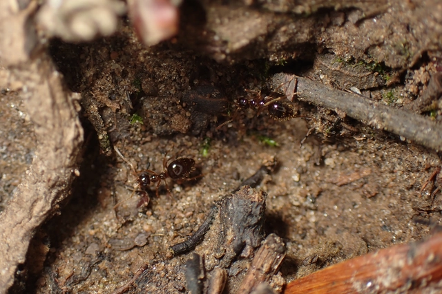 Prenolepis nitens - ragyogóhangya