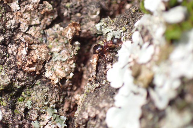 Dolichoderus quadripunctatus - négypettyes erdeihangya