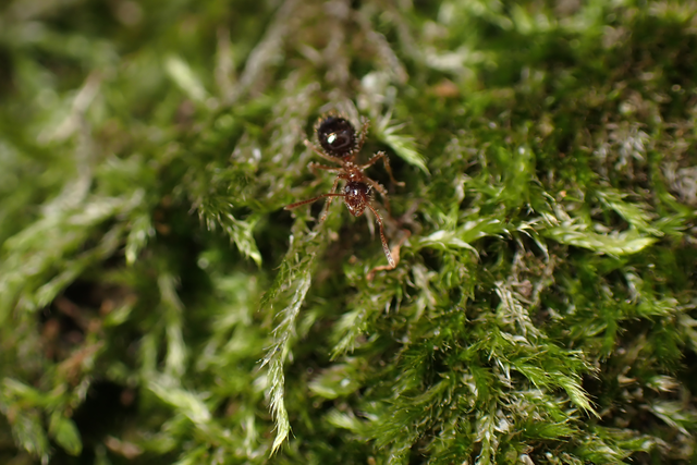 Prenolepis nitens - ragyogóhangya