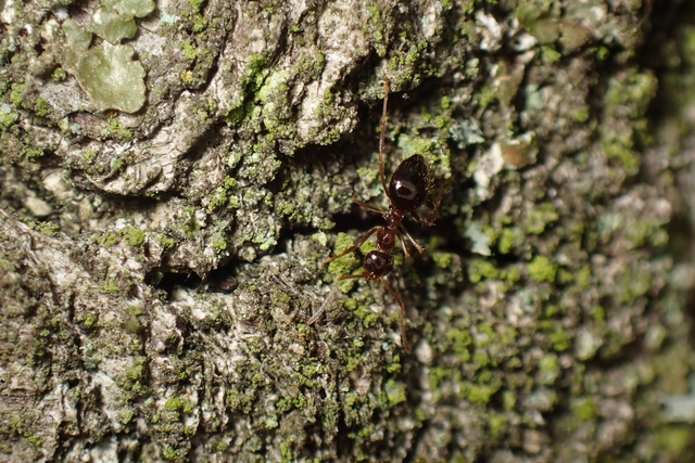 Prenolepis nitens - ragyogóhangya