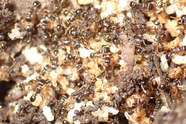 Tetramorium