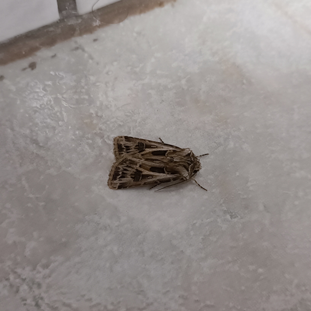 Agrotis vestigialis - őszi földibagoly