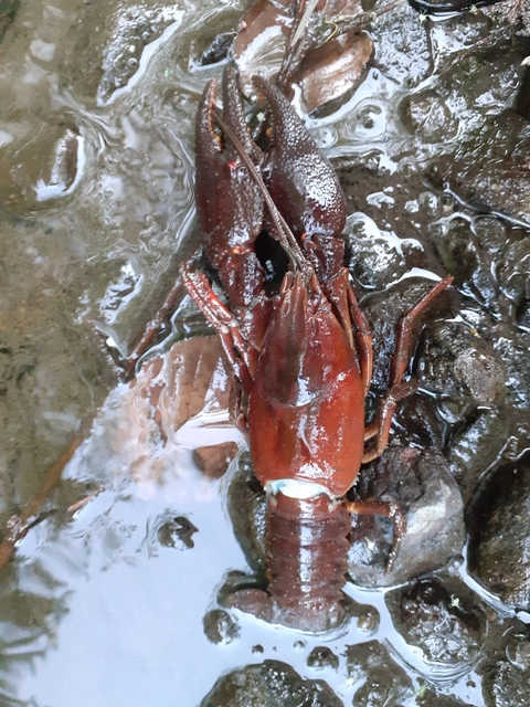 Crustacea - Rákok