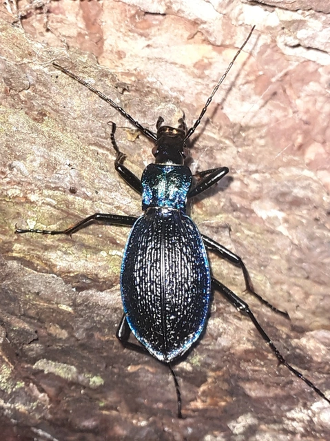 Carabus intricatus - kék laposfutrinka