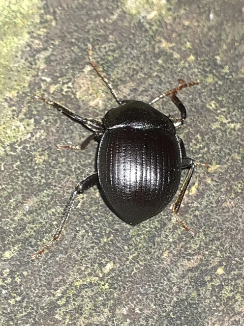 Accanthopus velikensis
