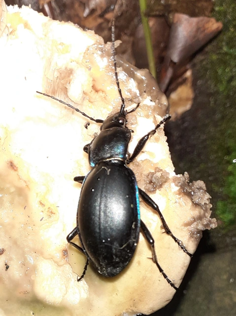 Carabus violaceus - kékfutrinka